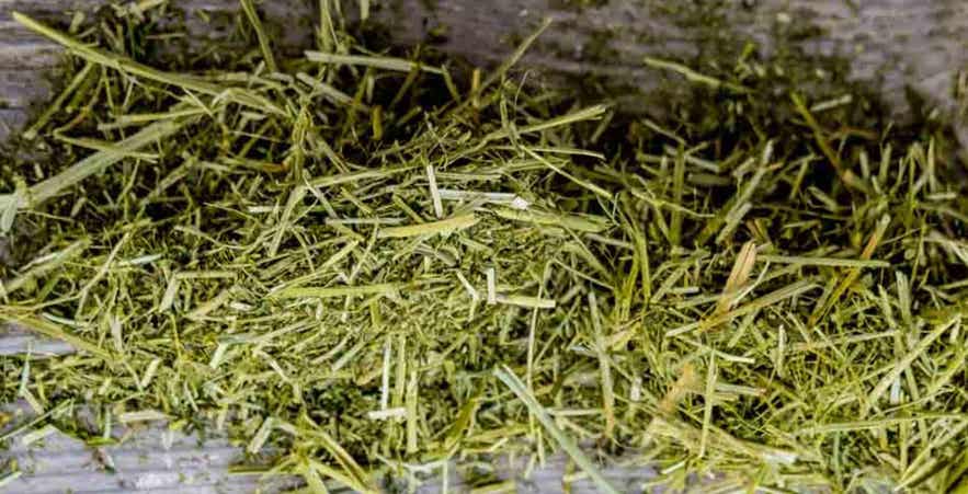 Chopped forage with fines and leaf material.