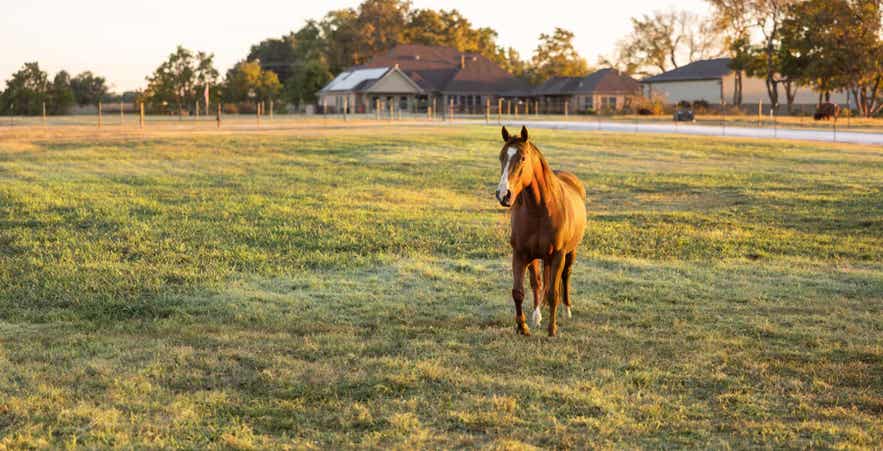 Brown horse in pasture.
