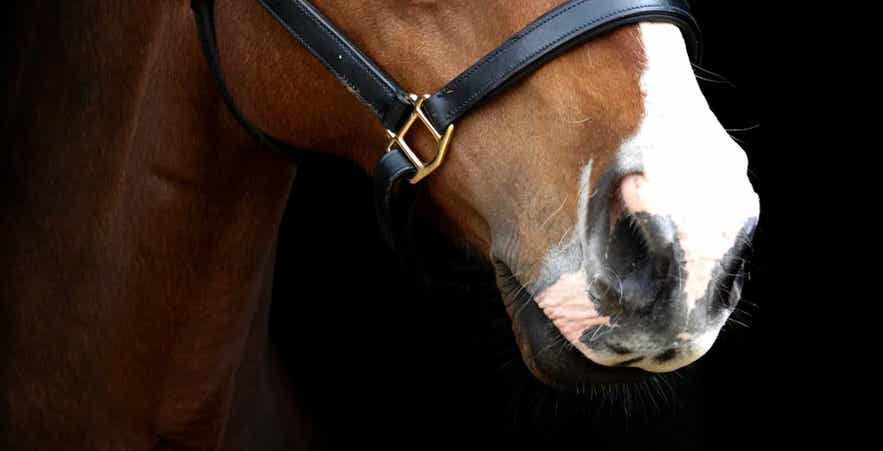 Close-up of a horse's muzzle and mouth highlighting the importance of equine dental health and routine oral examinations.
