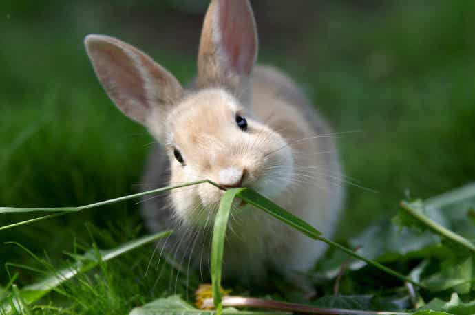 Bunny eating grass