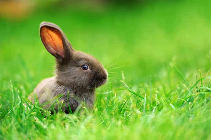 Bunny in the Grass