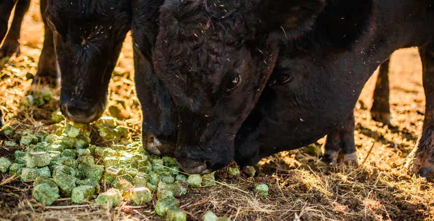 Cattle Eating Standlee Cubes