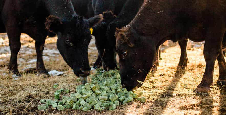 Cattle eating Standlee forage cubes in spring pasture.