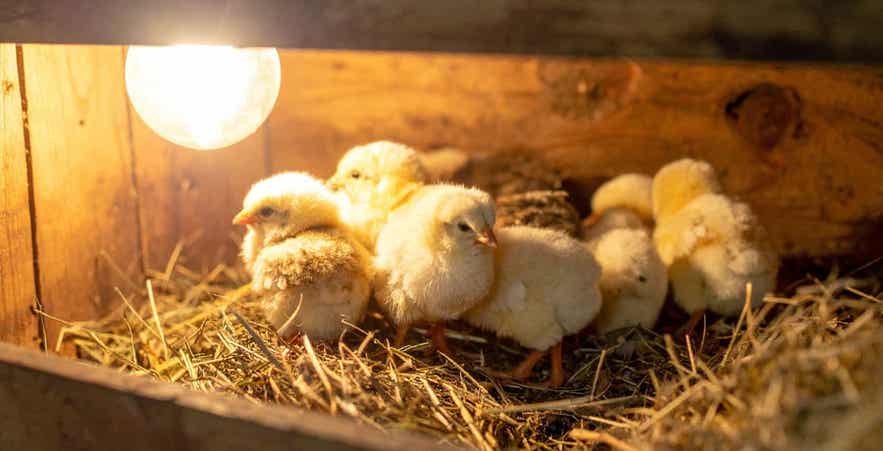 Baby chicks in brooder under heat lamp.