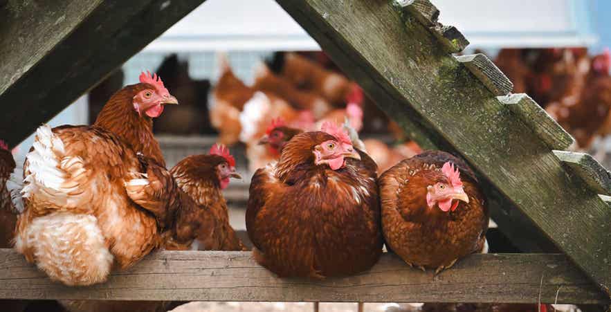 Chickens resting on roost in coop.