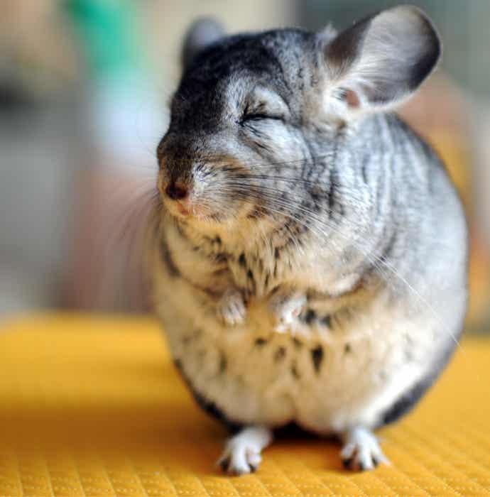 Chinchilla