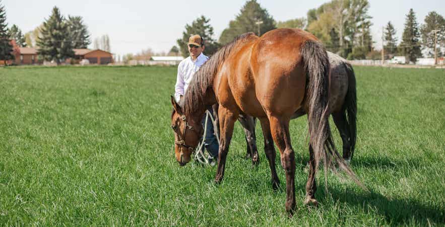 Horse grazing in a green pasture with handler nearby, highlighting forage quality and fiber content used to evaluate ADF and NDF levels.