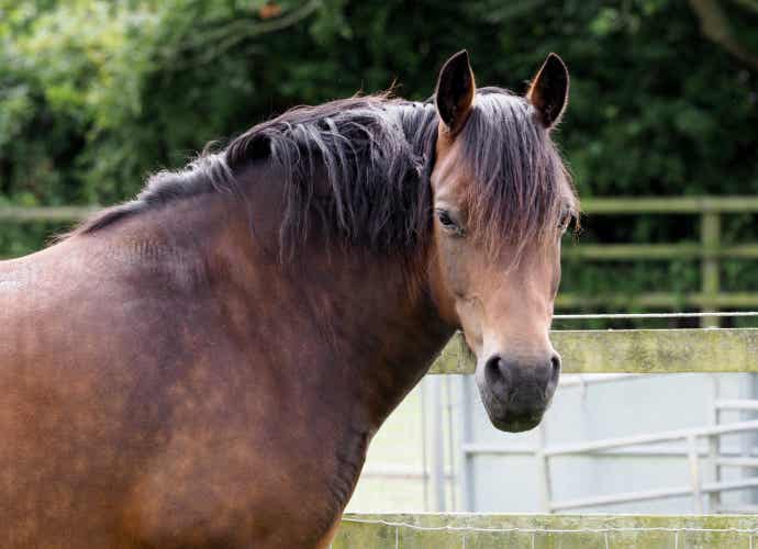 Horse with cresty neck