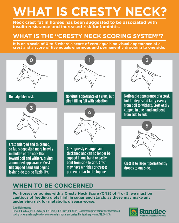 Standlee Cresty Neck Infographic