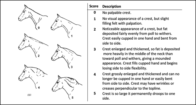 Standlee Cresty Neck Scoring System Chart