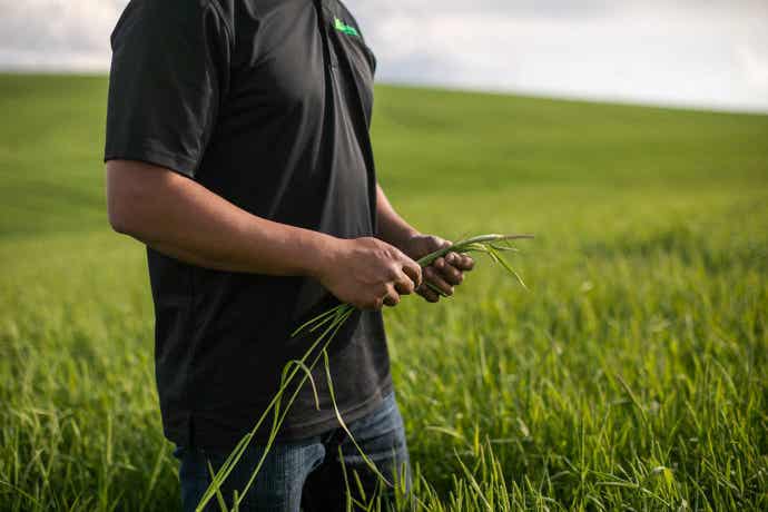 Farmer holding alfalfa