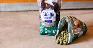 Grain-Free Alfalfa Forage Bites: Healthy Treats for Horses