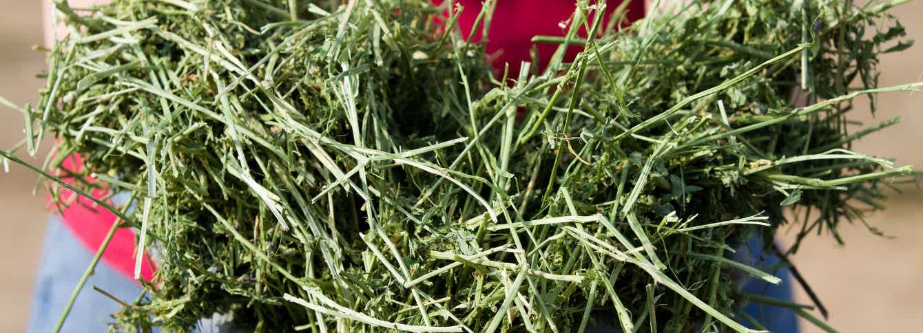What Type of Hay Should I Feed My Horse?