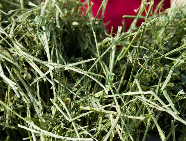 What Type of Hay Should I Feed My Horse?