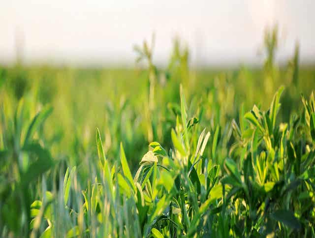 3 Common Misconceptions of Feeding Alfalfa to Horses