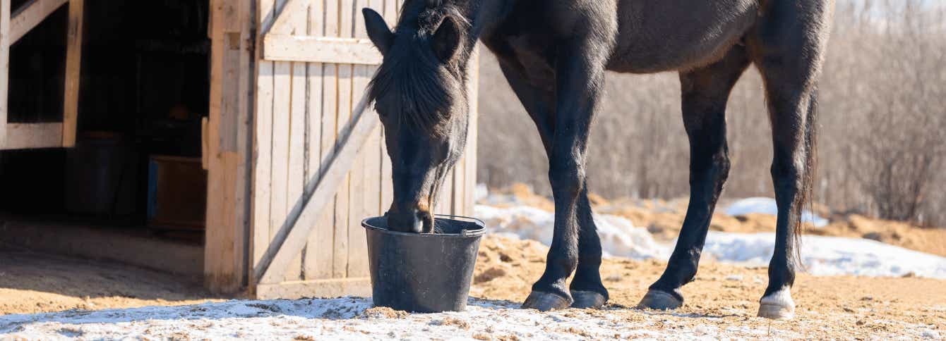 5 Things You Didn’t Know About Feeding Beet Pulp To Horses