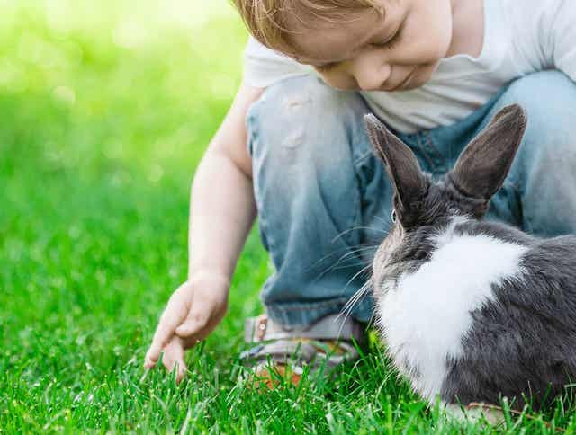 10 Tips for New Rabbit Owners: How to Take Care of a Rabbit