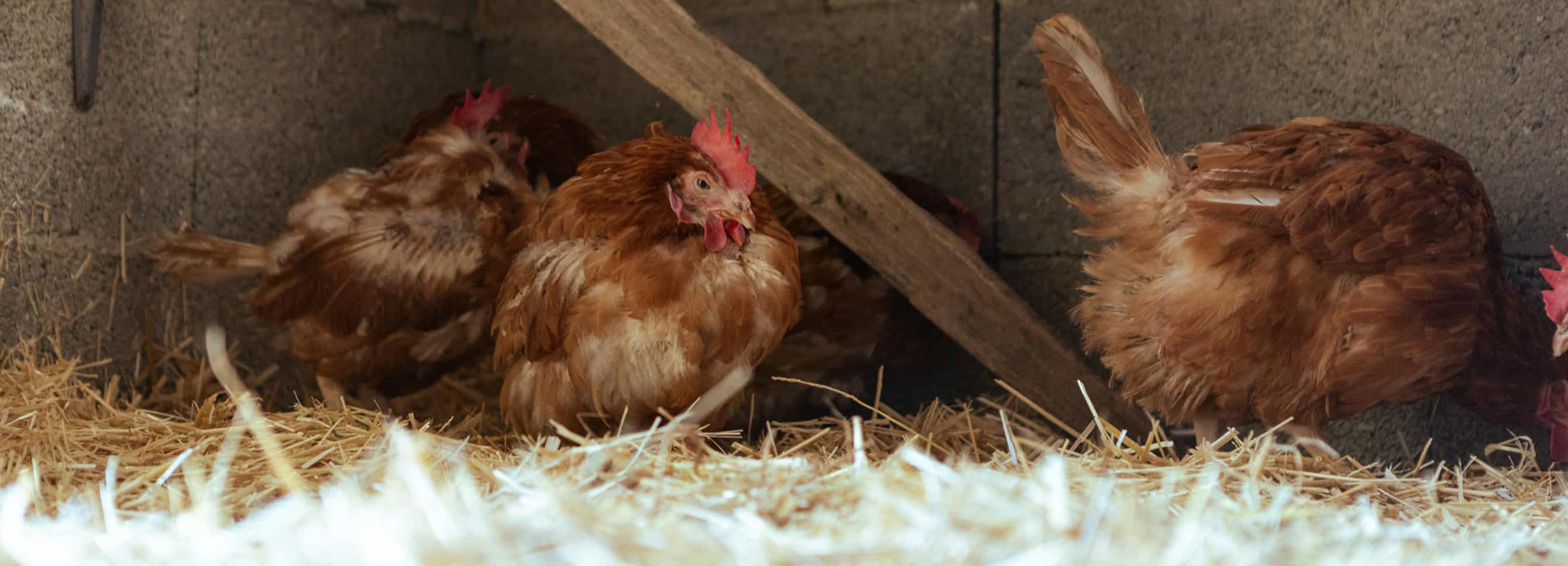 Backyard chickens resting on clean straw bedding inside a chicken coop.