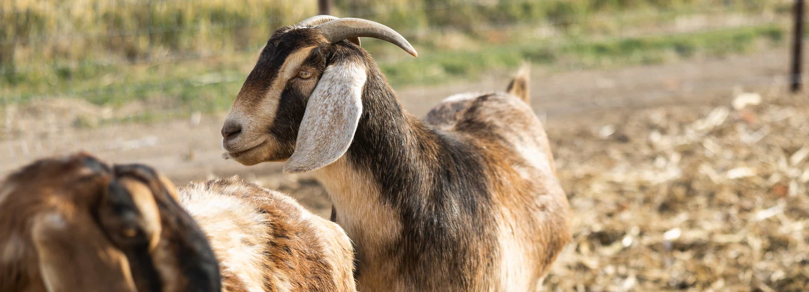 Nutritional Disorders in Goats: Signs & Prevention