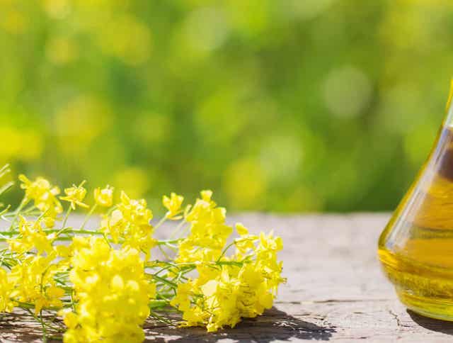 Benefits of Canola Oil for Horses