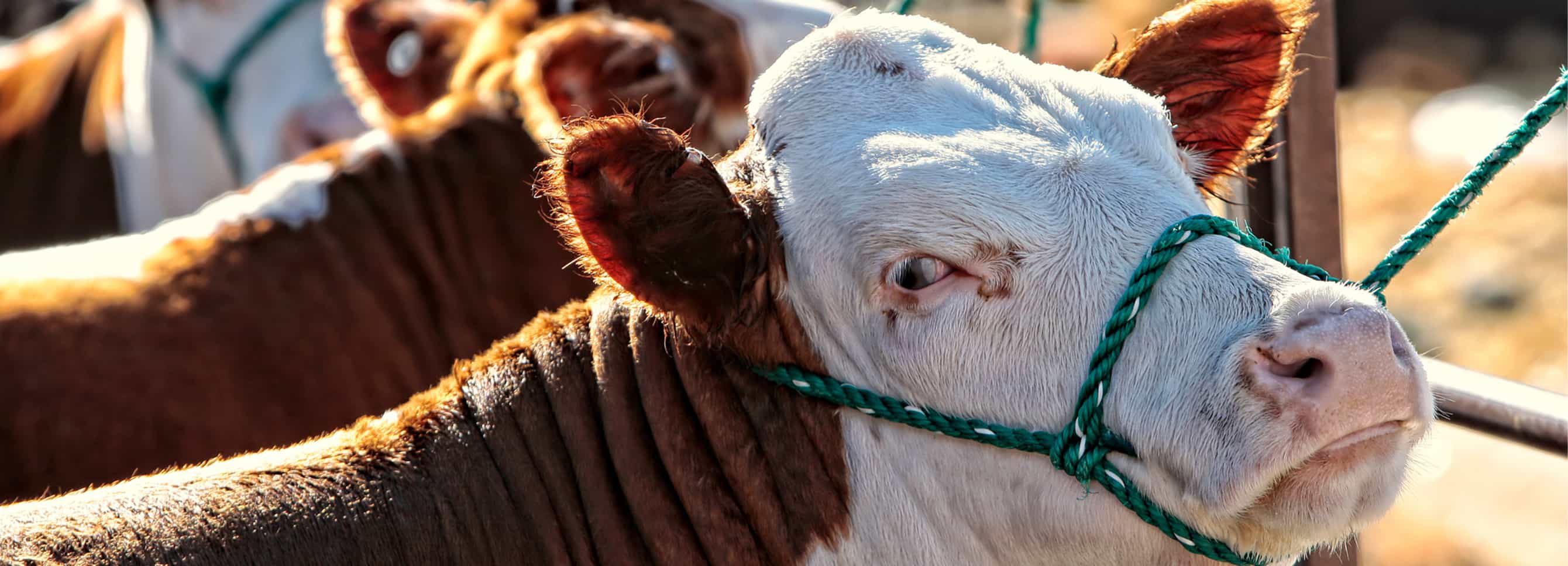 Forage-Based, Grain-Free Alfalfa Forage Bite Cattle Treats
