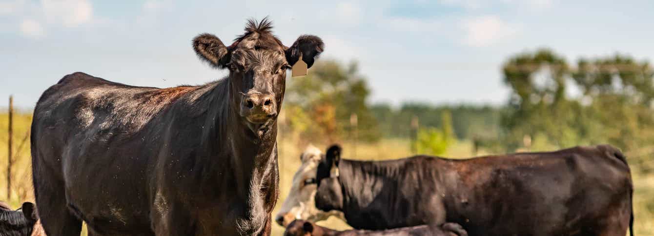 Feeding Cattle - Winter Forager to Spring Grass Transition