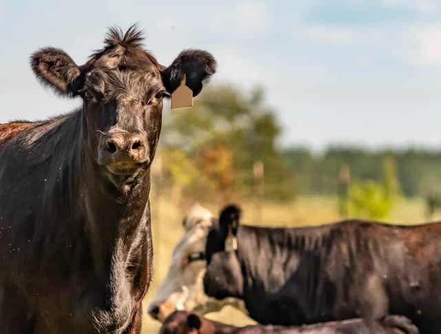 Feeding Cattle – What You Need to Know About Forage, Winter and Spring Grass Transition