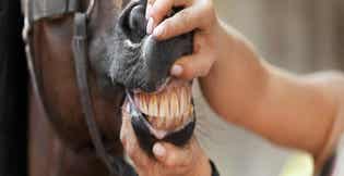 Equine Dental Disease Guide: Types, Signs, and Feeding Strategies