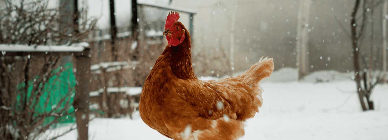 4 Tips for Raising Chickens in the Winter