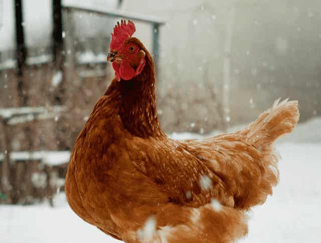 4 Tips for Raising Chickens in the Winter