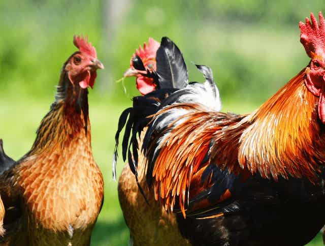 Choosing the Best Bedding for Your Chicken Coop