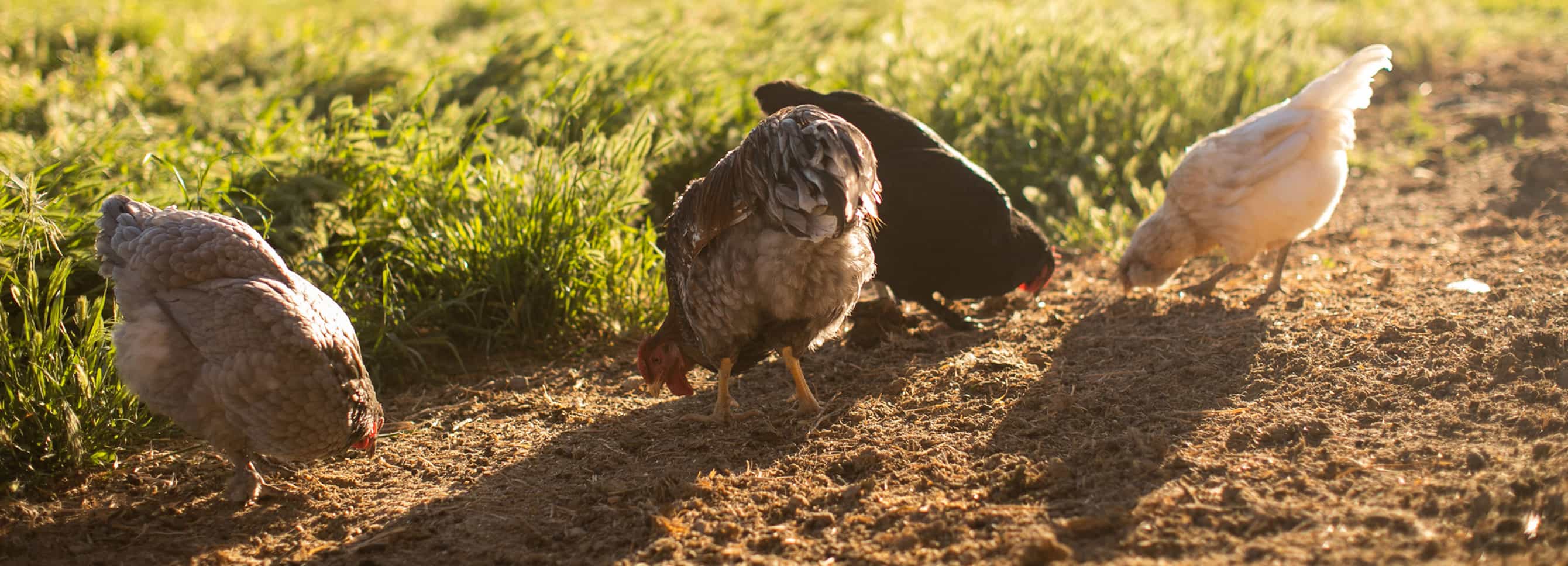 Free-range chickens feeding outdoors.