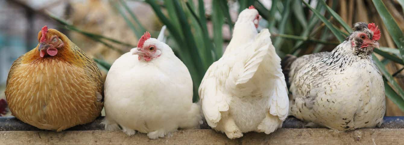 How to Raise Happy and Healthy Chickens