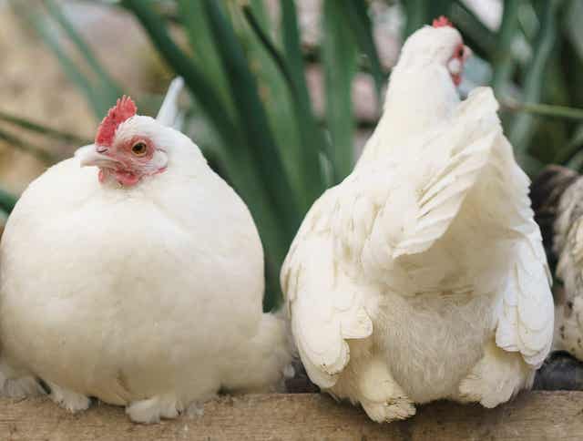 The Scoop On the Coop: How to Raise Happy and Healthy Chickens