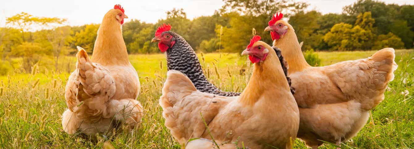 The Chicken Chick’s® Ultimate Chick Brooder Checklist