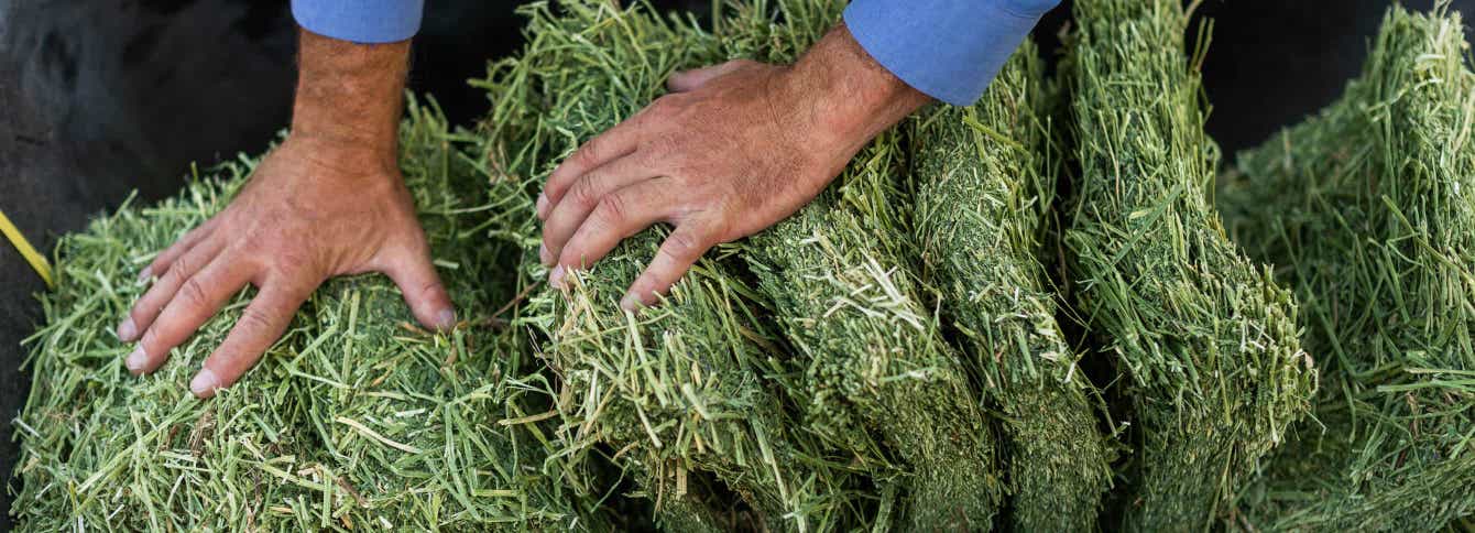 Two factors that make Standlee forage is so green.