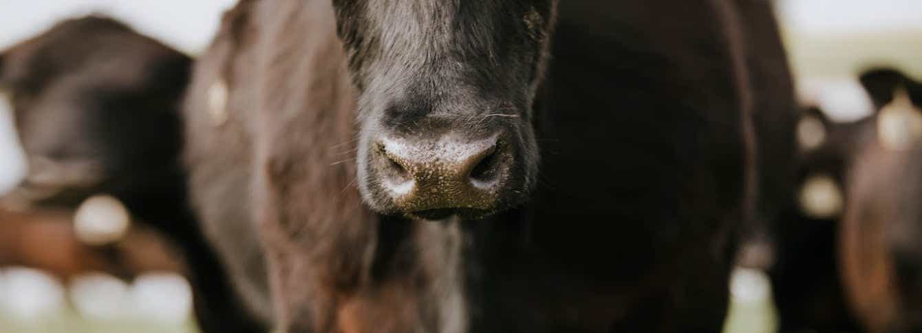 Alfalfa Forage Bites Cattle Treats - Treats for Cows