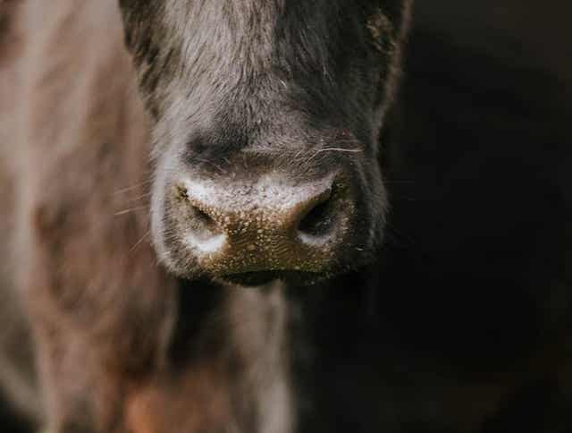 Alfalfa Forage Bites - Cattle Treats: A Forage-Based Treat for Your Cows