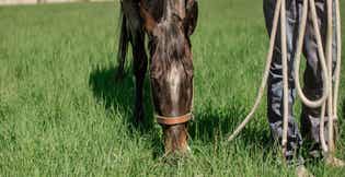 ADF & NDF Explained: What Do ADF and NDF Values Mean for Your Horse?