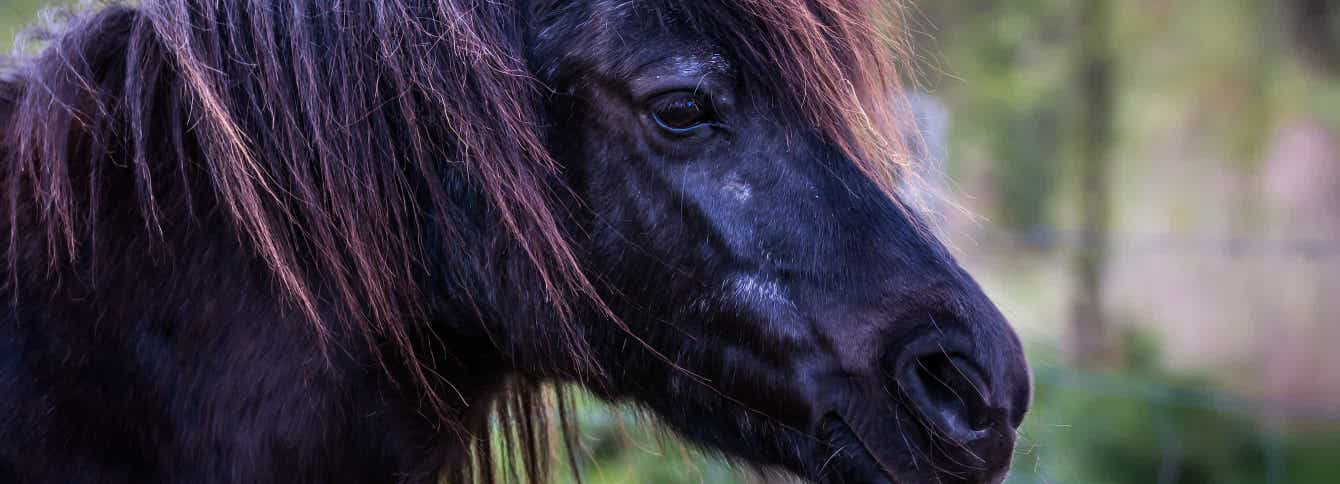 How Can I Get My Stubborn Cushing’s Horse to Take Medication?