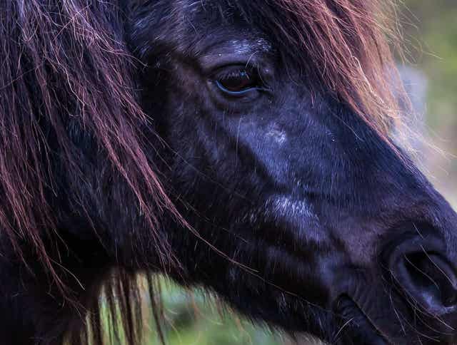 How Can I Get My Stubborn Cushing’s Horse to Take Medication?