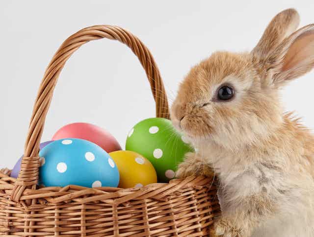 Adopting a Rabbit This Easter…What You Should Know