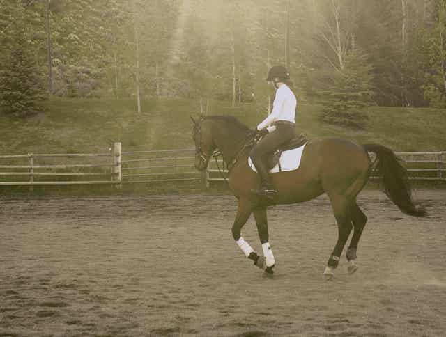 How Feeding Teff Grass Pellets Can Help You and Your Horse