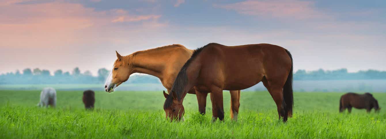Equine Gastric Ulcers: Causes, Symptoms & Management