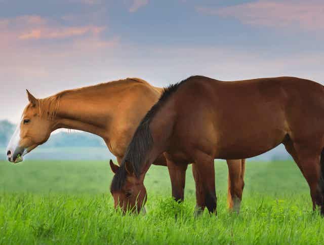 Equine Gastric Ulcers: Causes, Symptoms &amp; Management