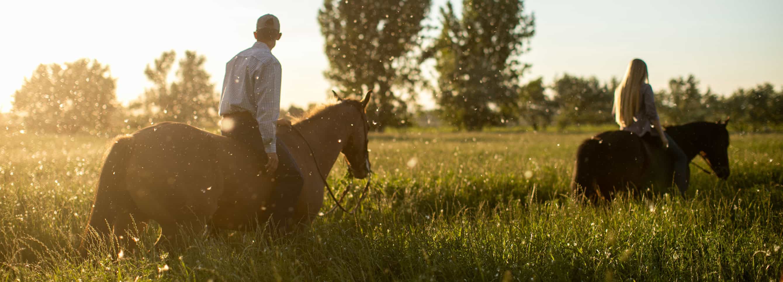 Horse owners riding through a tall pasture at sunset, highlighting spring grazing management and healthy forage access for horses.