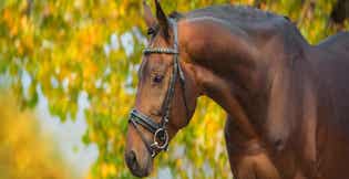 Fall Horse Care and Planning