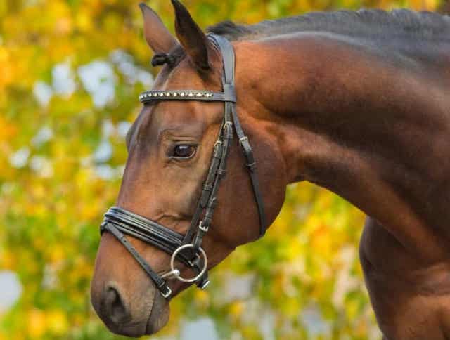 Fall Horse Care and Planning