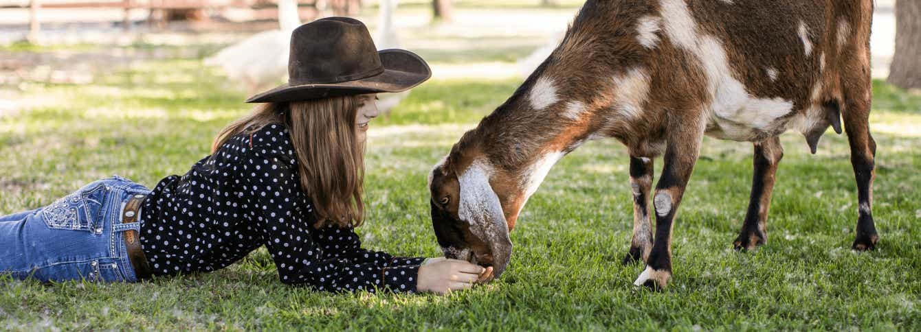 How to manage goat’s weight an optimal feeding guide.