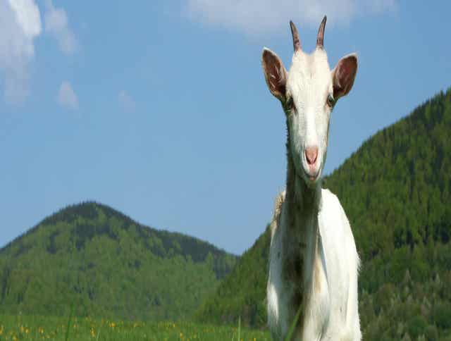 3 Nutritional Disorders to Consider When Feeding Goats